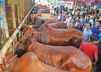 কোরবানির পশুর বাজারে ক্রেতা বিক্রেতা সমাগম বাড়ছে
