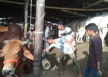 কোরবানির পশুর বাজার/ক্রেতাবিক্রেতার দরদামের মধ্যেই বাড়ছে পশু বিক্রি