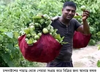 সারাদেশে জনপ্রিয় চন্দনাইশের পেয়ারা, যাচ্ছে মধ্যপ্রাচ্যেও