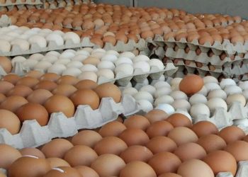 খাদ্যপণ্যের অব্যাহত দাম বৃদ্ধিতে হাহাকার, আতঙ্কের নাম ১৮০ টাকা ডিমের ডজন