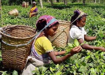 চা শ্রমিকদের মজুরি ১২০ টাকা থেকে বাড়িয়ে ১৭০ টাকার সিদ্ধান্ত