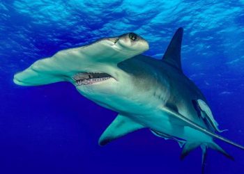 ৫০ বছরে ৬৯% বন্যপ্রাণি কমেছে