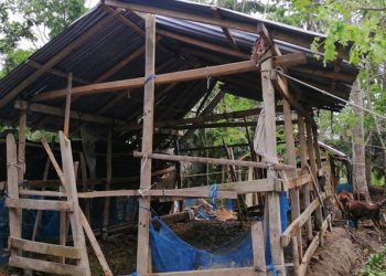 চট্টগ্রাম জুড়ে বেপরোয়া গরু চুরি,  রাত নামলেই সন্ত্রস্ত গবাদি পশু পালনকারীরা