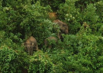 বান্দরবানে  ৫ বছরে বন্যহাতির  আক্রমণে ২৫ জন নিহত