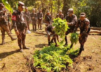 থানচির গভীর অরণ্যে ৫ একর জমিতে পপিচাষের সন্ধান