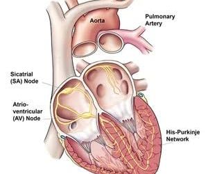 চট্টগ্রামে  হৃদরোগের আরেকটি ঠিকানা  ‘সিএসসিআর কার্ডিয়াক সেন্টার’