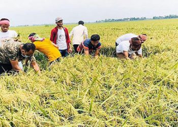 সিলেটে বজ্রপাতে নিহত ৬ কৃষক