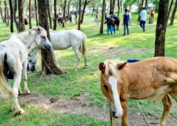 উখিয়ায় গরুর বদলে ঘোড়ার মাংস বিক্রি/ কোথায় পাওয়া যেত ঘোড়া