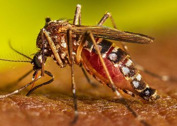 প্রথমবার আক্রান্ত ও দ্বিতীয়-তৃতীয়  বারের ডেঙ্গু রোগীর উপসর্গ এক নয়