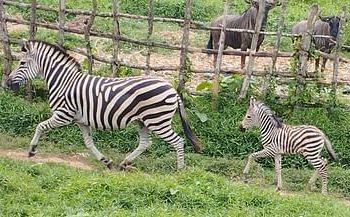 ফুটফুটে জেব্রা শাবক বঙ্গবন্ধু শেখ মুজিব সাফারি পার্কে