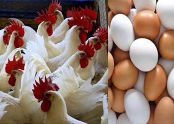 ব্রয়লার মুরগি ও ডিমের দাম বাড়ার কারণ- যা বলছে পোলট্রি এসোসিয়েশন