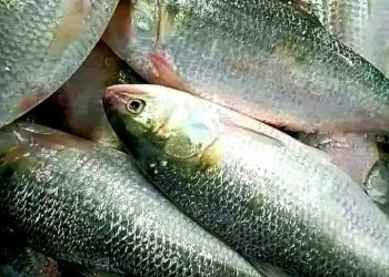 মৌসুমে  ইলিশ একবেলাও পাতে উঠে না কেন?