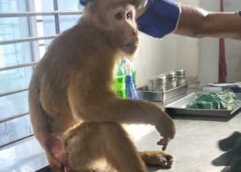 সীতাকুণ্ড থেকে উদ্ধার করা বানরটি সুস্থ হয়ে উঠছে