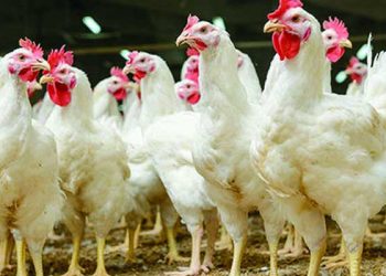 ৮ বছর ধরে ট্যানারি বর্জ্যে পোল্ট্রি খাদ্য/ উৎপাদনকারীকে  দুই লাখ টাকা জরিমানা