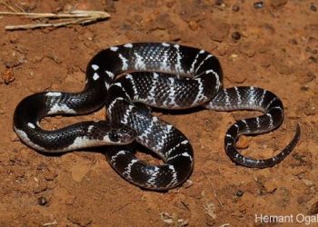 চট্টগ্রামে চেনাজানা নিরীহ হানাস সাপ, কামড়ালে রক্ষা নেই