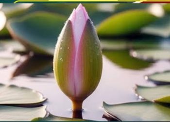 গণভোট নিয়ে বিএনপি-জামায়াতের পাল্টাপাল্টি, এনসিপির জন্য ‘শাপলা কলি’