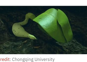 চাঁদে প্রথম অঙ্কুরিত তুলা বীজ, কিভাবে সফল হলেন চীনা বিজ্ঞানীরা