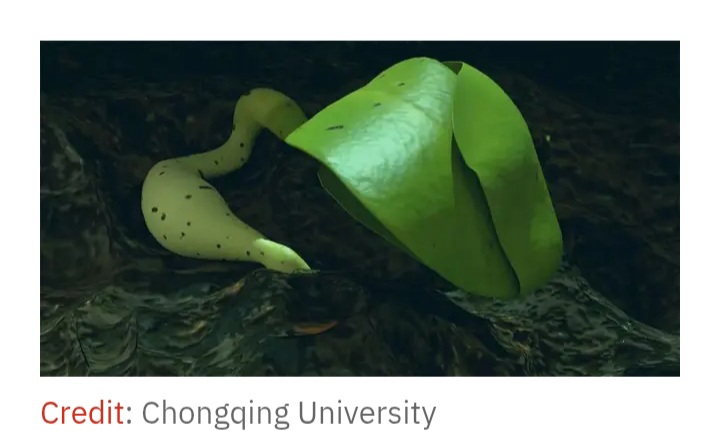 চাঁদে প্রথম অঙ্কুরিত তুলা বীজ, কিভাবে সফল হলেন চীনা বিজ্ঞানীরা